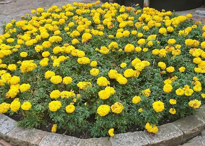 D'auvergne Saint Helier Jersey